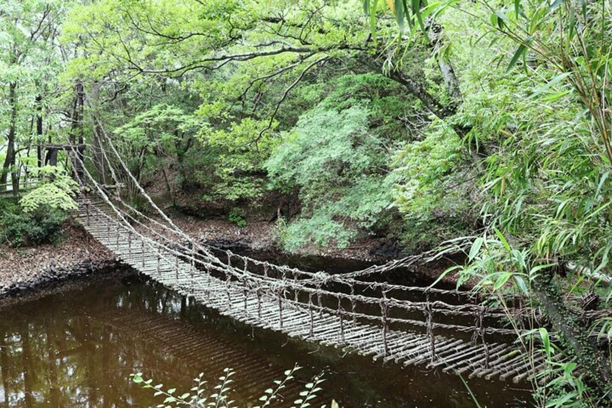a suspension bridge over a river in a forest