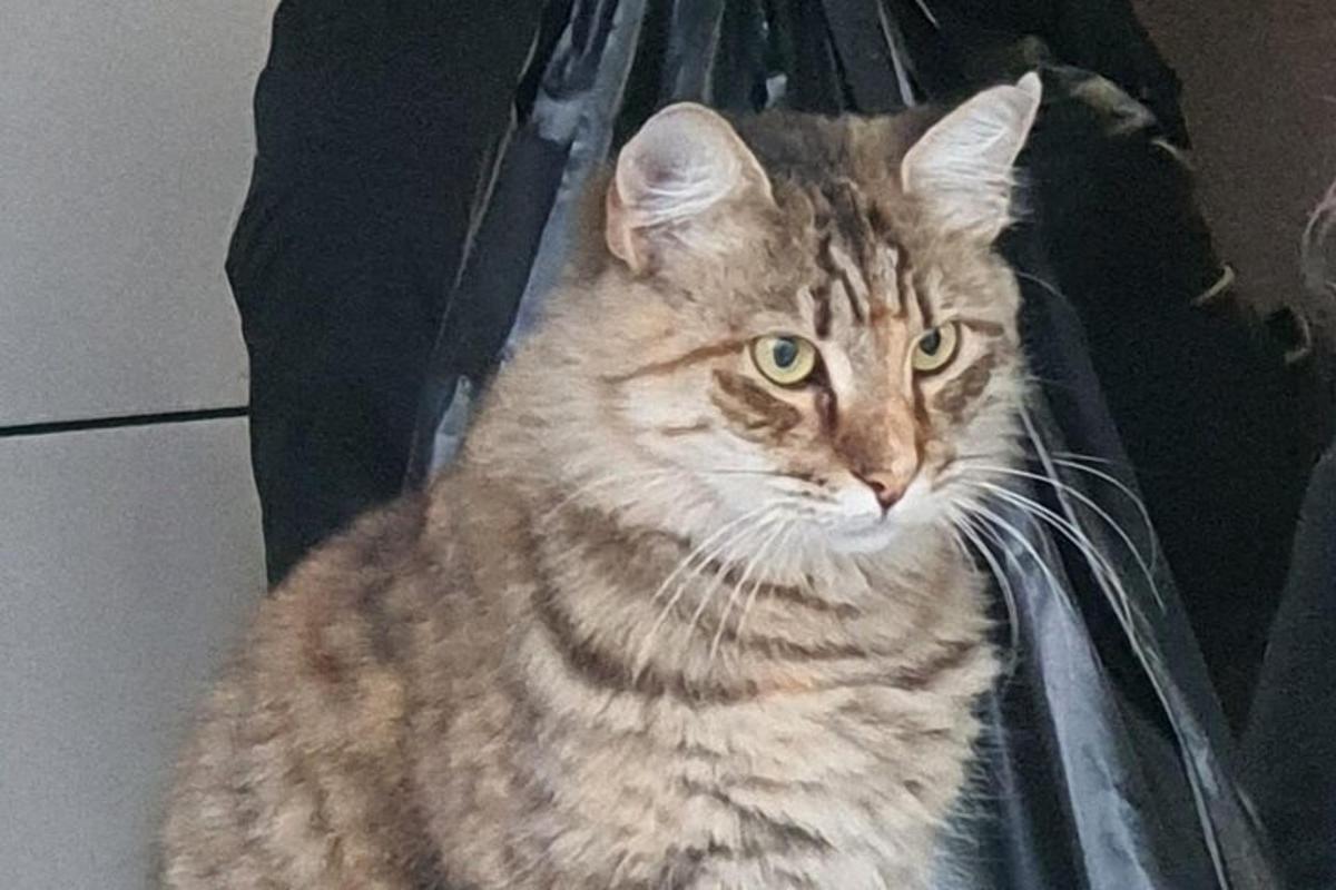 un gatto è seduto in un sacchetto di plastica