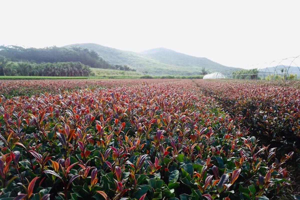 un grande campo di piante rosse con le montagne sullo sfondo
