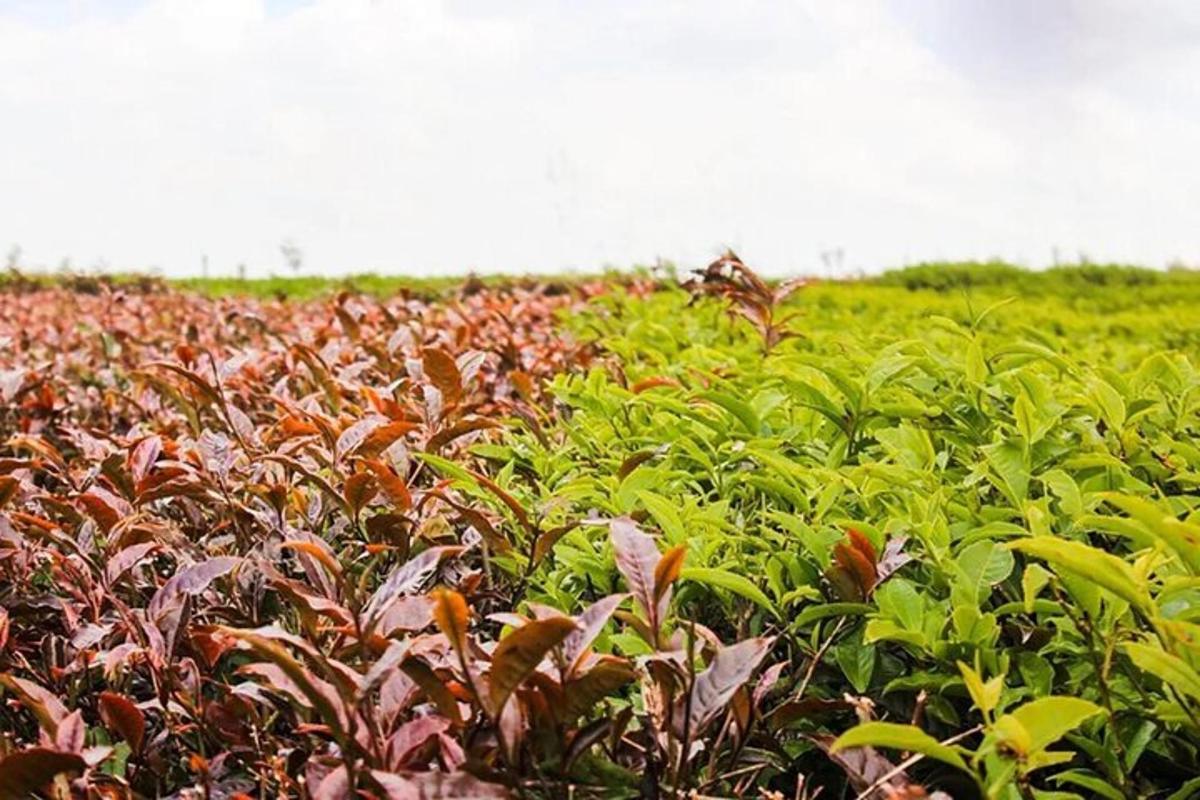 un camp ple de moltes plantes verdes i vermelles