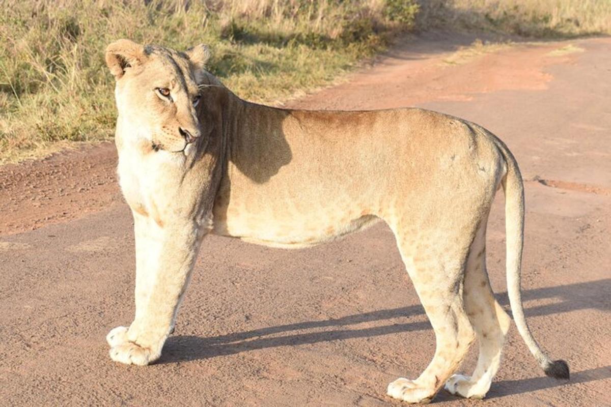 un leone in piedi in mezzo a una strada sterrata