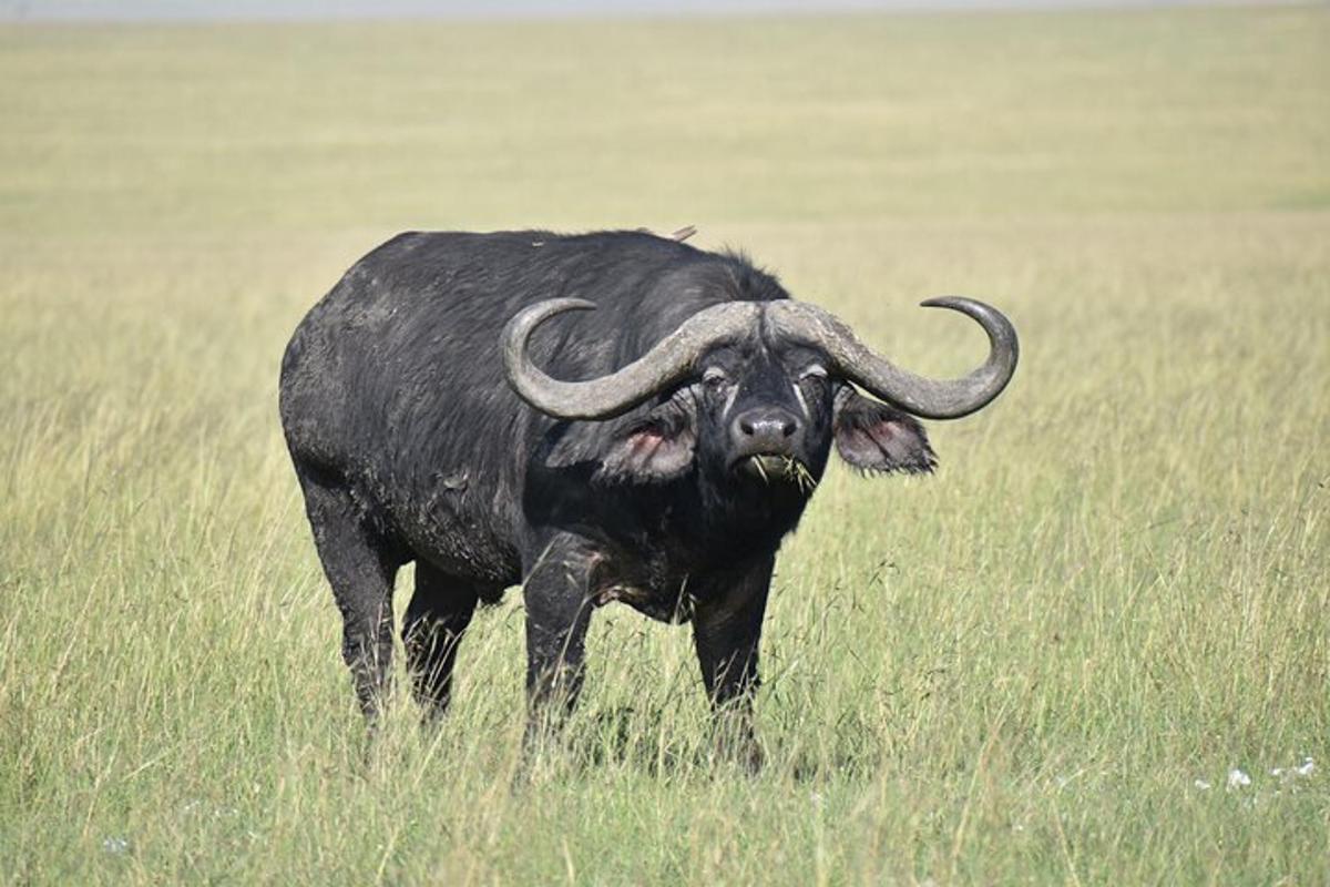 un toro con lunghe corna in piedi in un campo