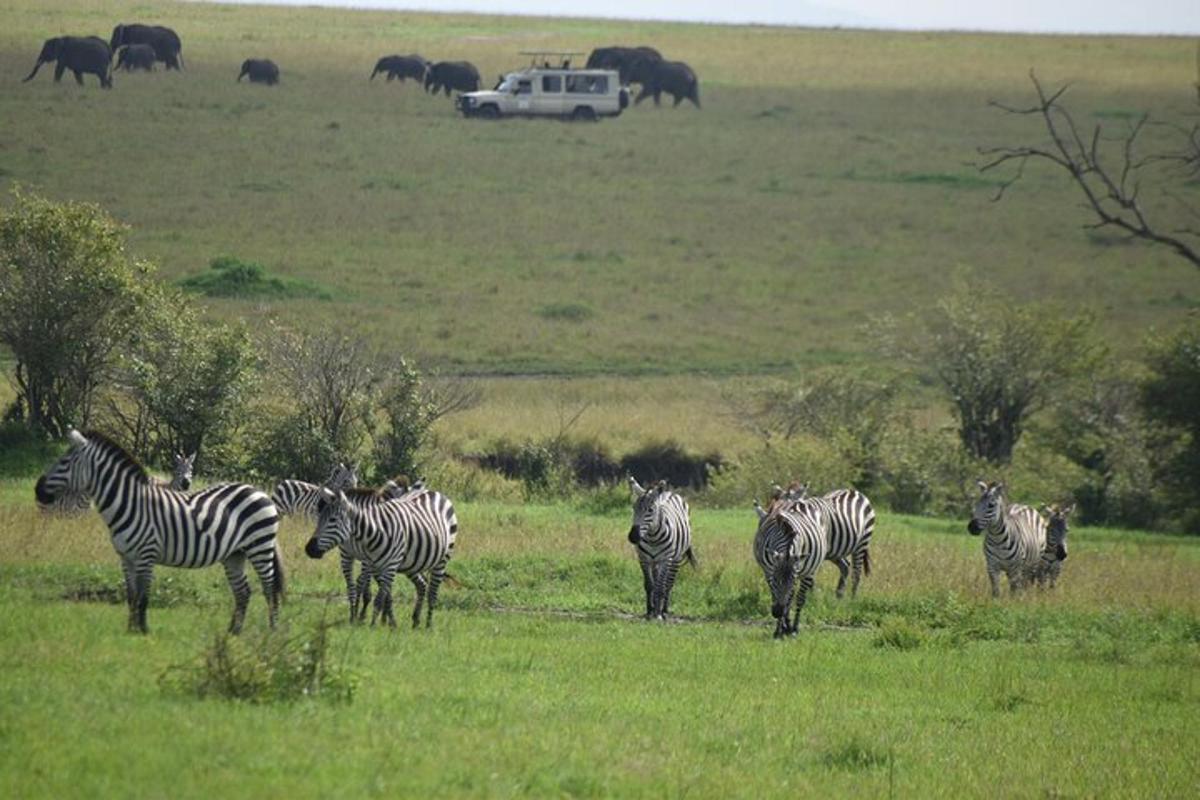 una mandria di zebre in piedi in un campo con gli elefanti