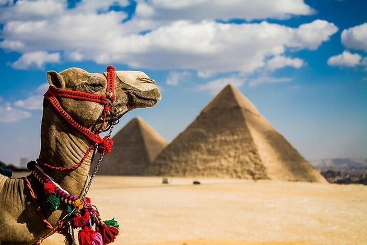 velbloud stojící před pyramidami