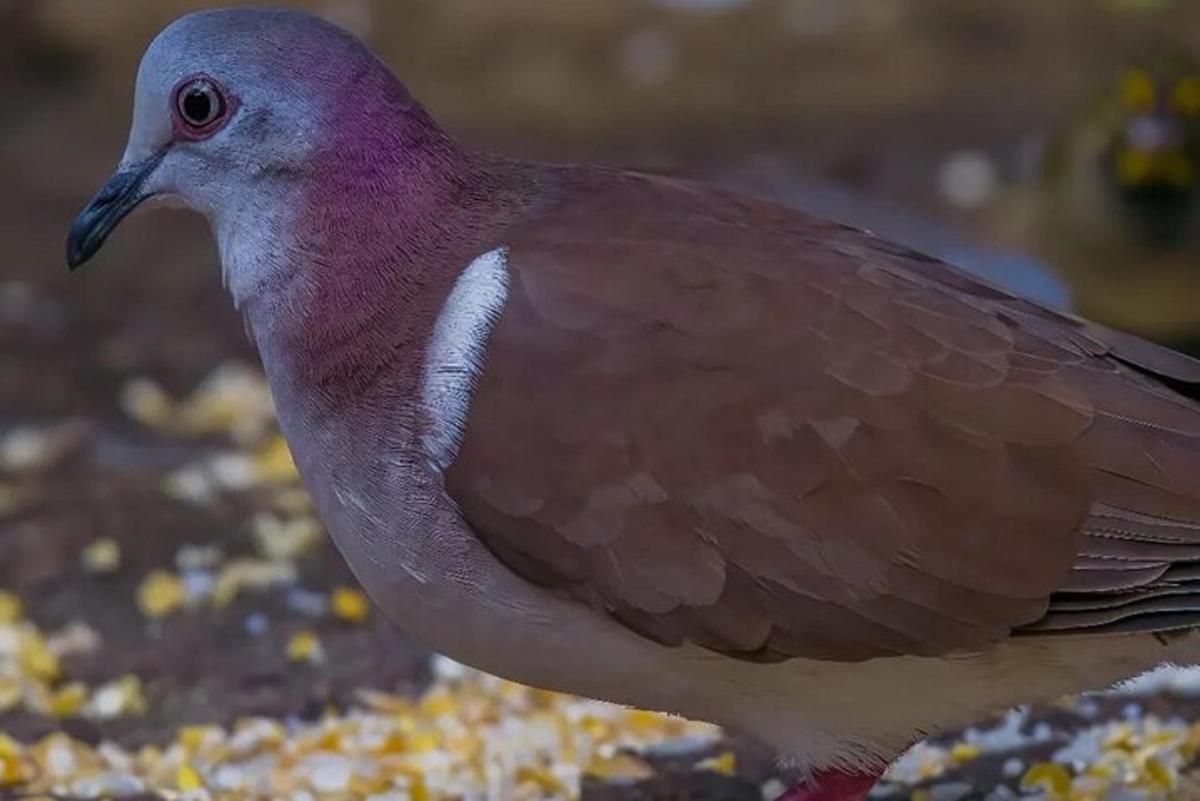 地面に立っている紫色の頭を持つ鳥