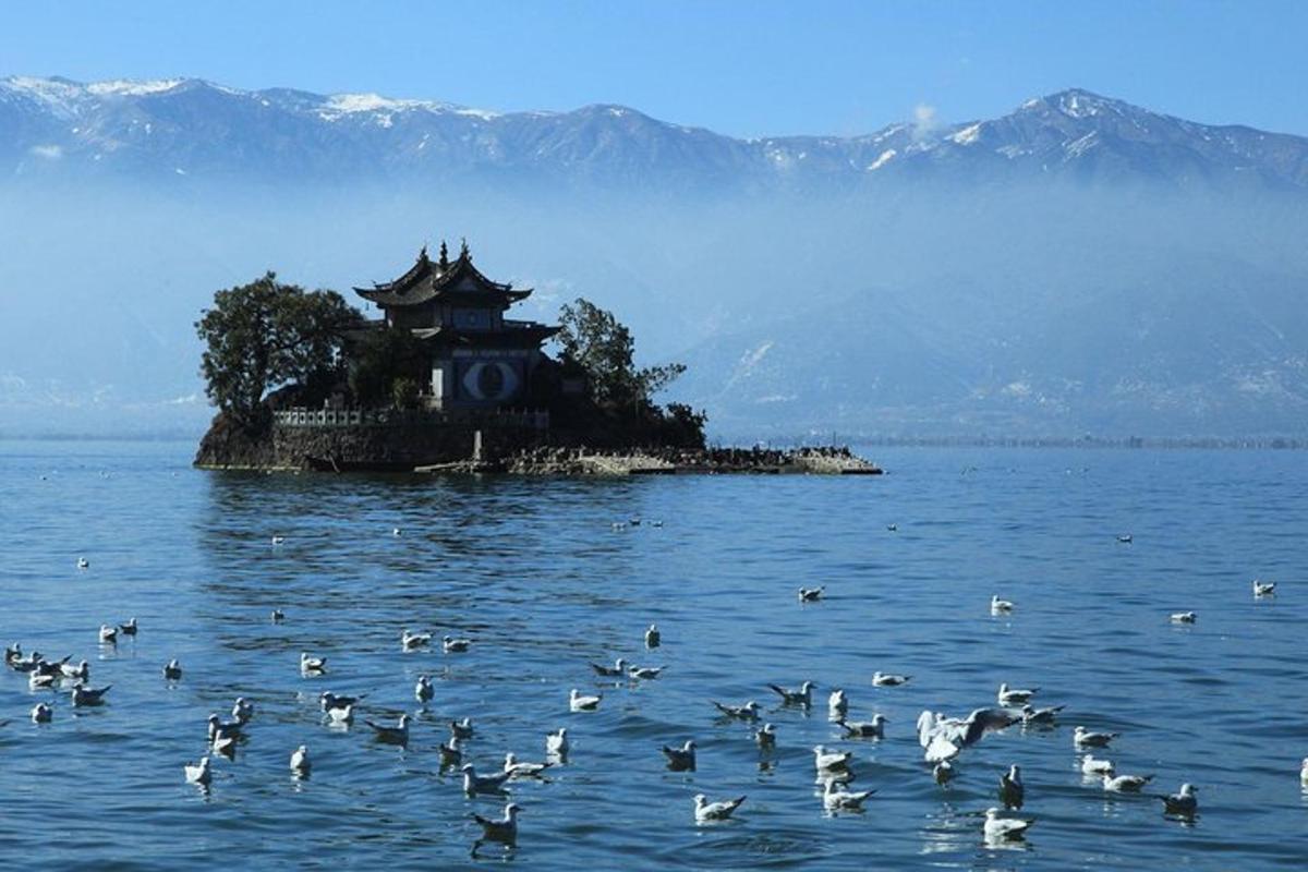 a flock of birds on a small island in the water
