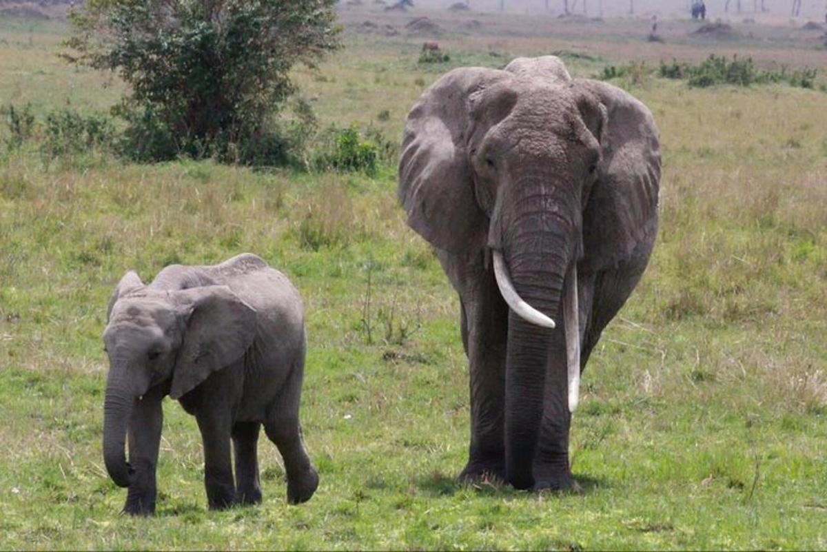 an adult elephant and a baby elephant standing in a field