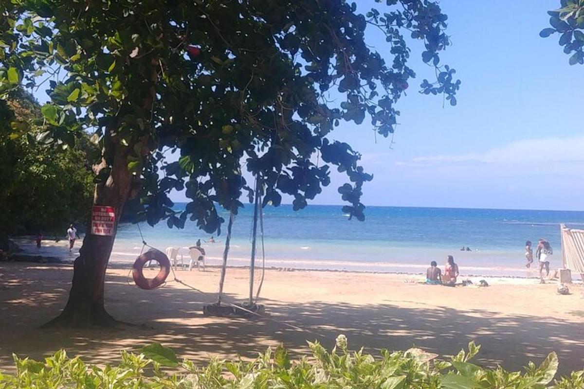 a beach with a tree and people on the beach