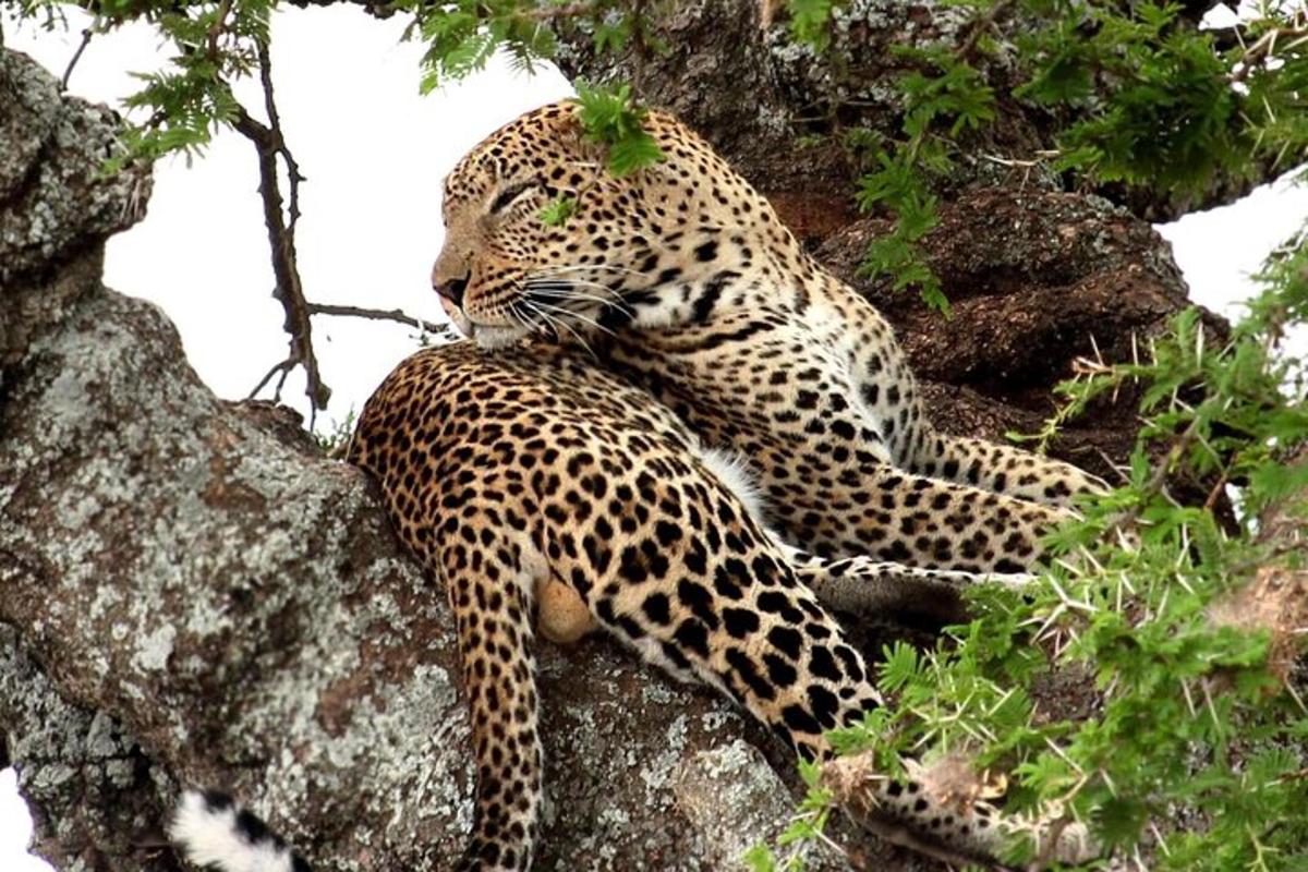ein Leopard sitzt auf einem Ast