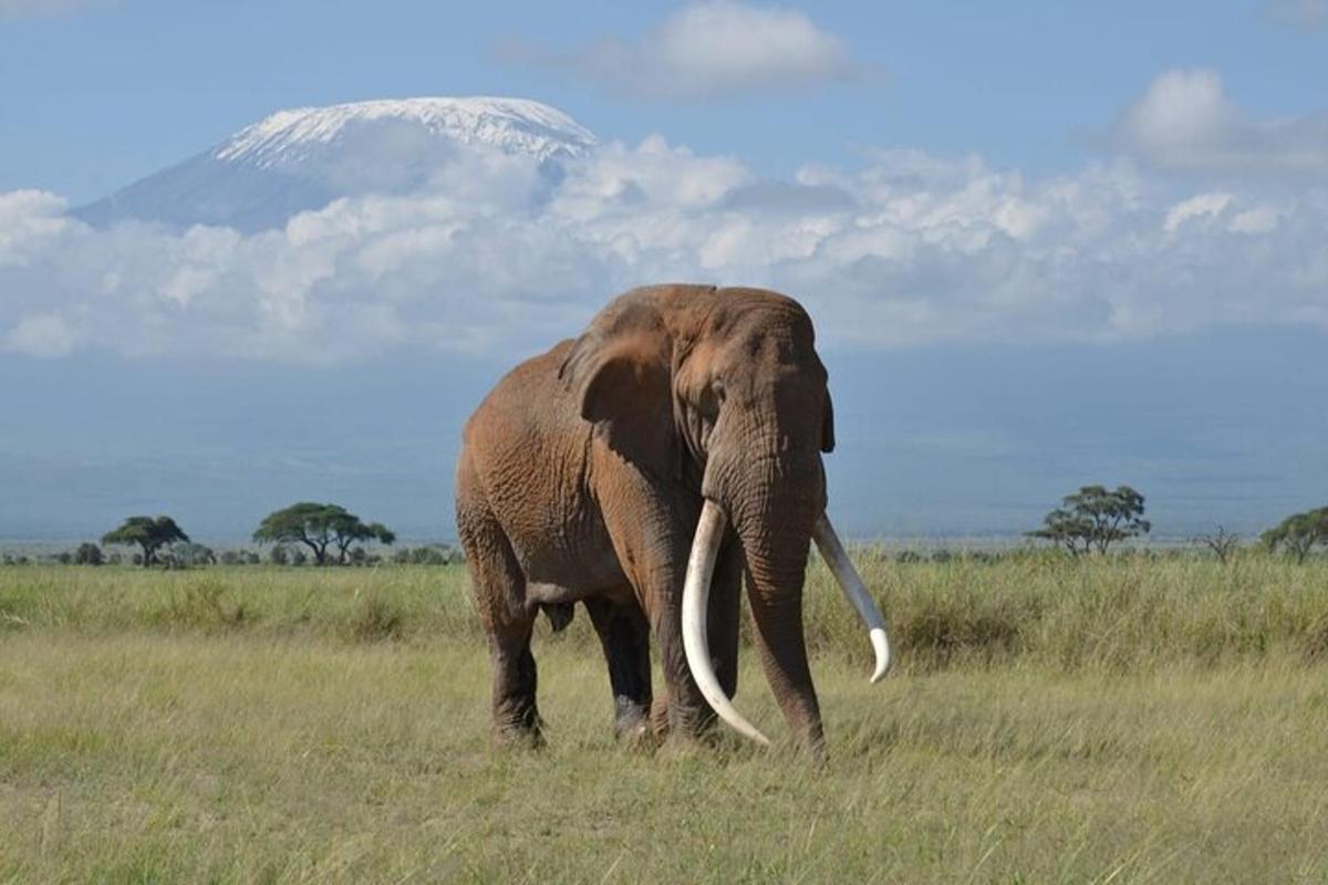 Ein Elefant läuft auf einem Feld mit einem Berg im Hintergrund