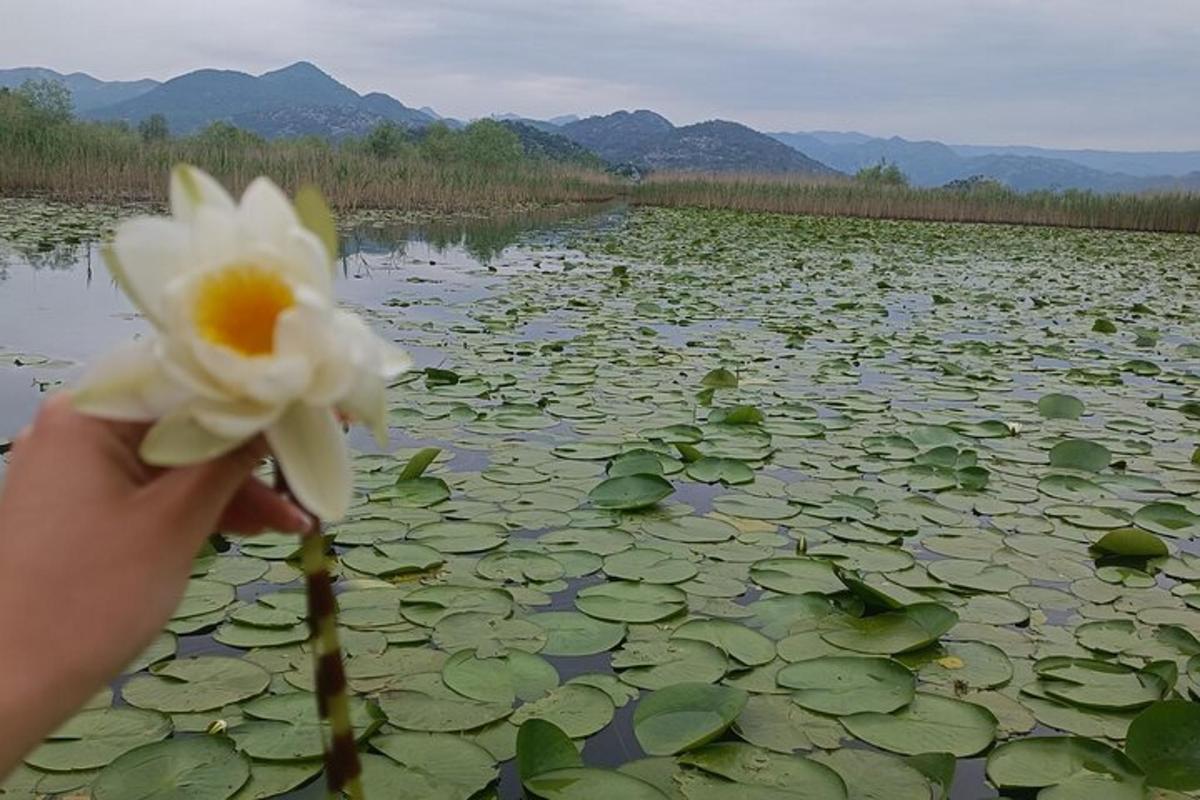 una persona che tiene in mano un fiore davanti a uno stagno di ninfee
