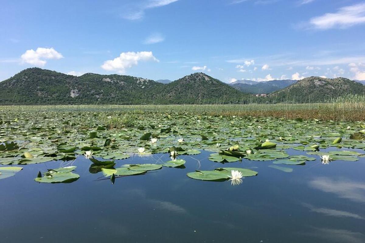 jezero plné spousty zelených leknínů