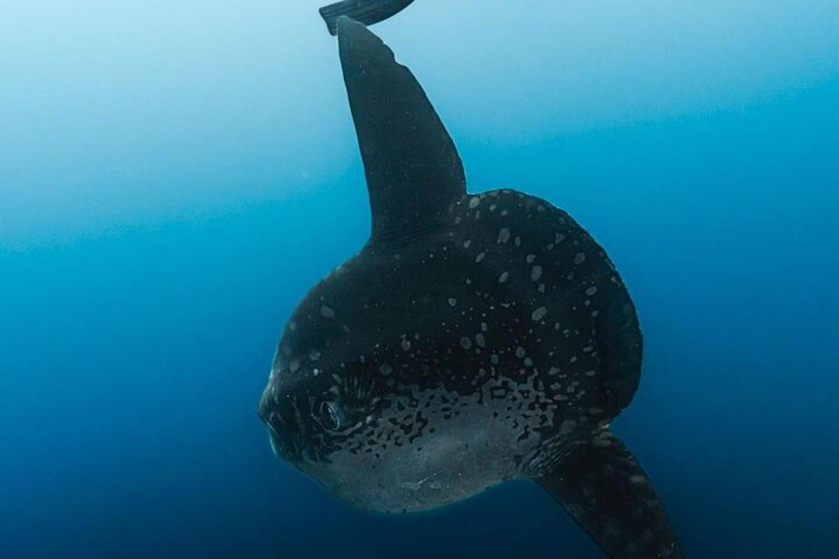 a whale shark swimming in the water