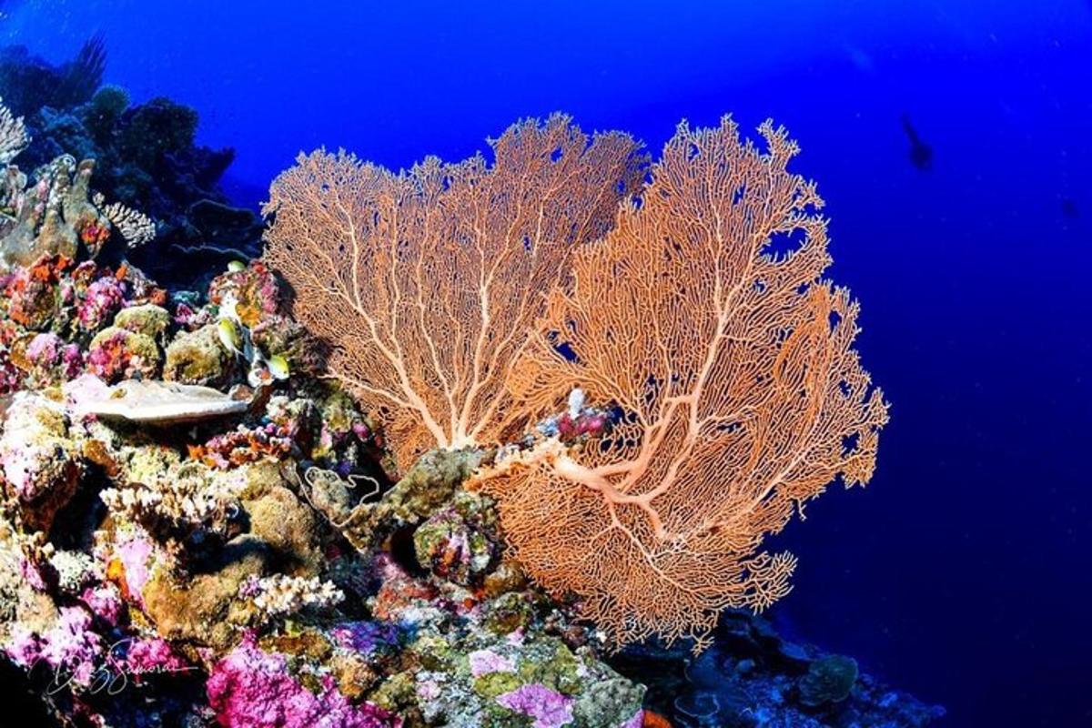 a coral reef with seaweeds andbrates in the water