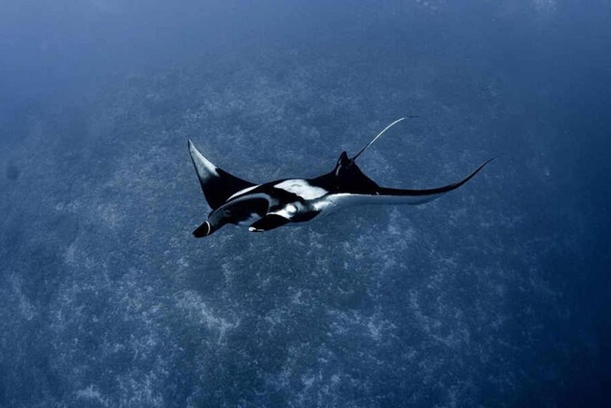 a bird flying in the sky over the ocean