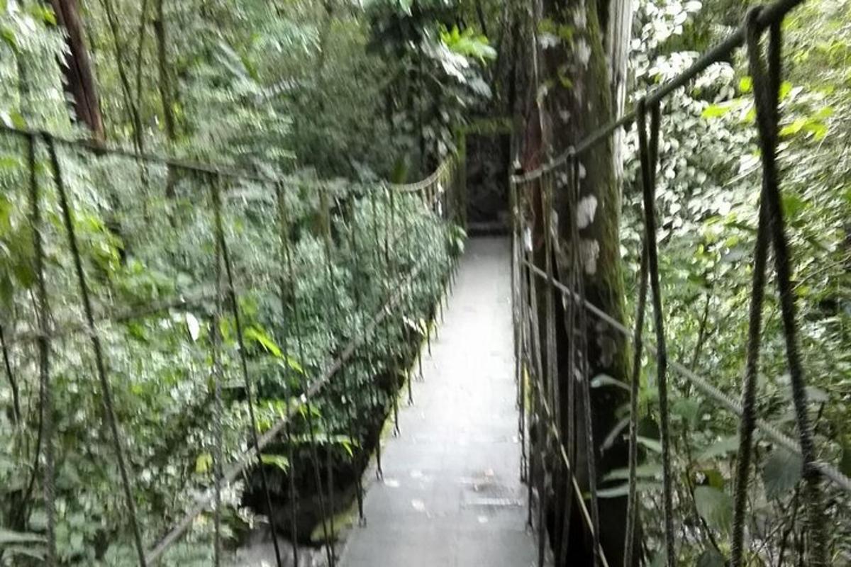 a suspension bridge in a rainforest in a forest