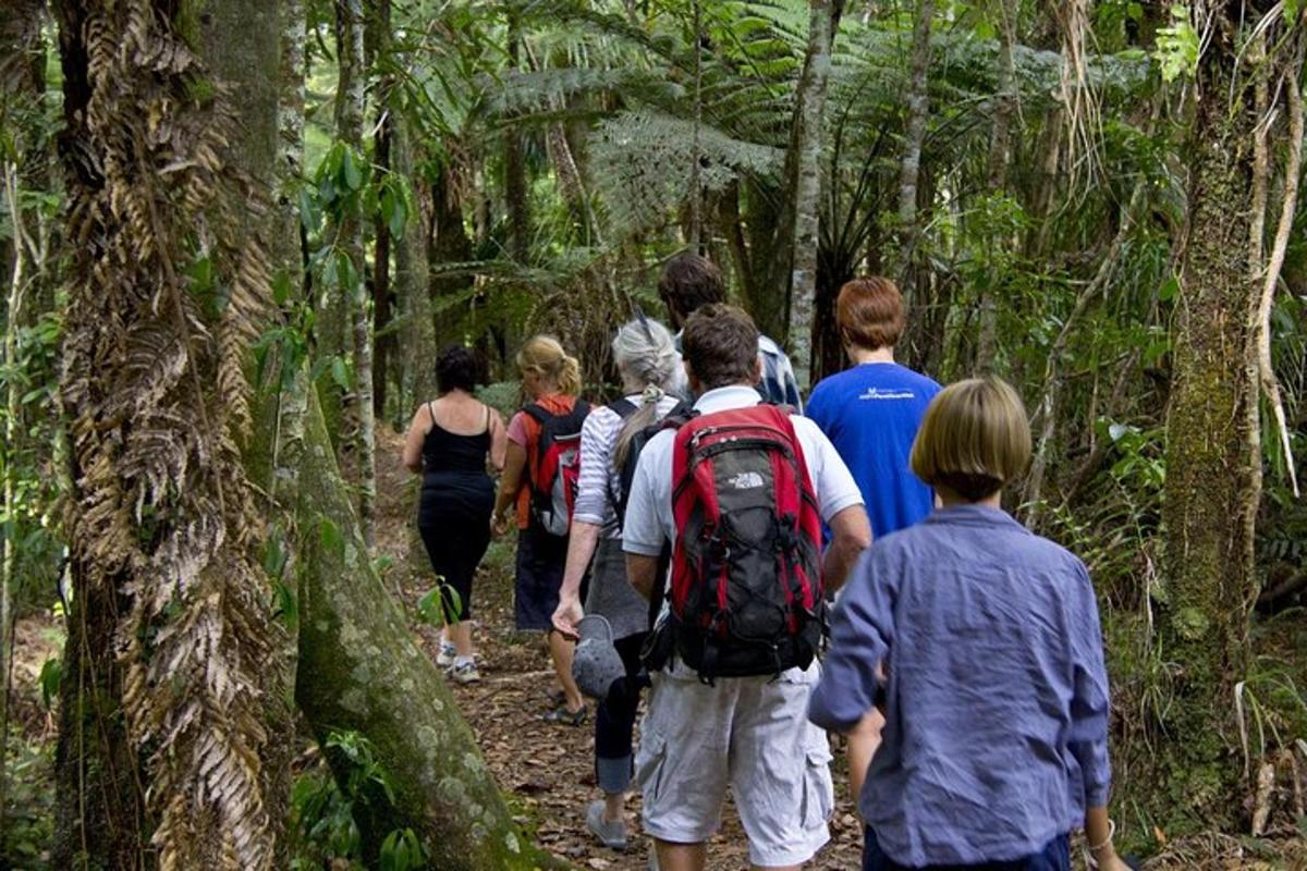 un gruppo di persone che camminano su un sentiero nella foresta