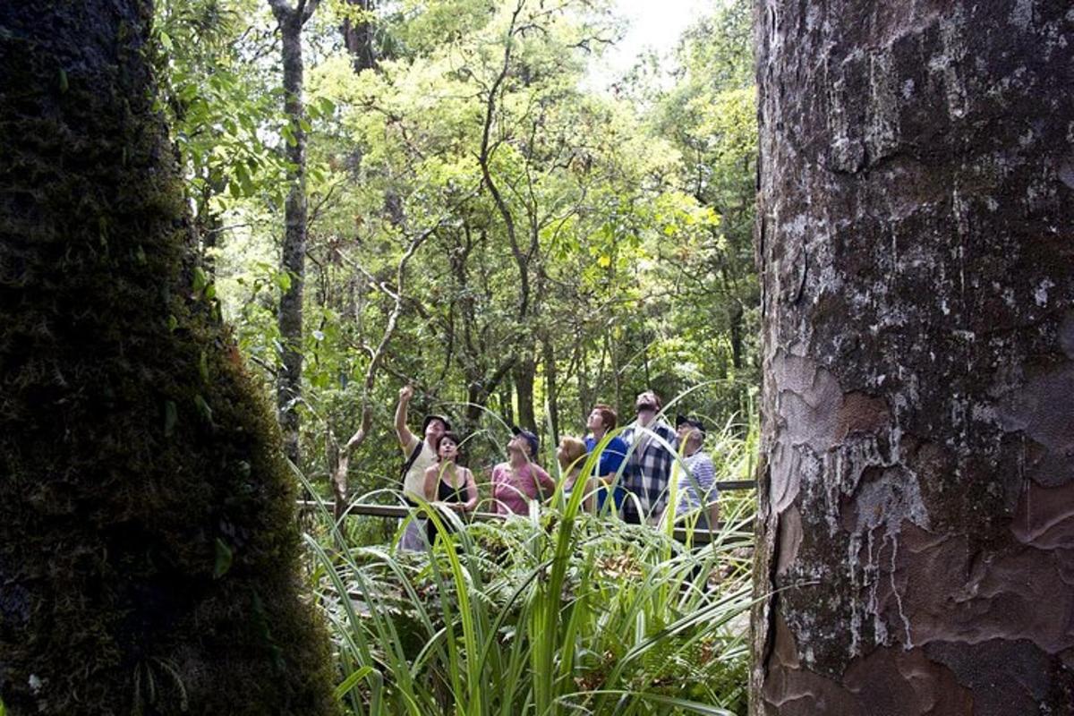 eine Gruppe von Menschen, die durch einen Wald gehen