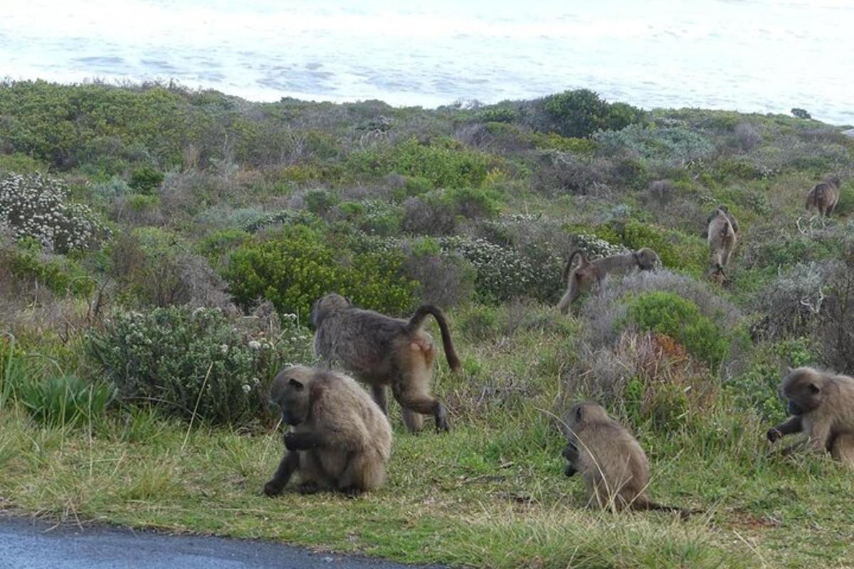 a group of monkeys in the grass near the water