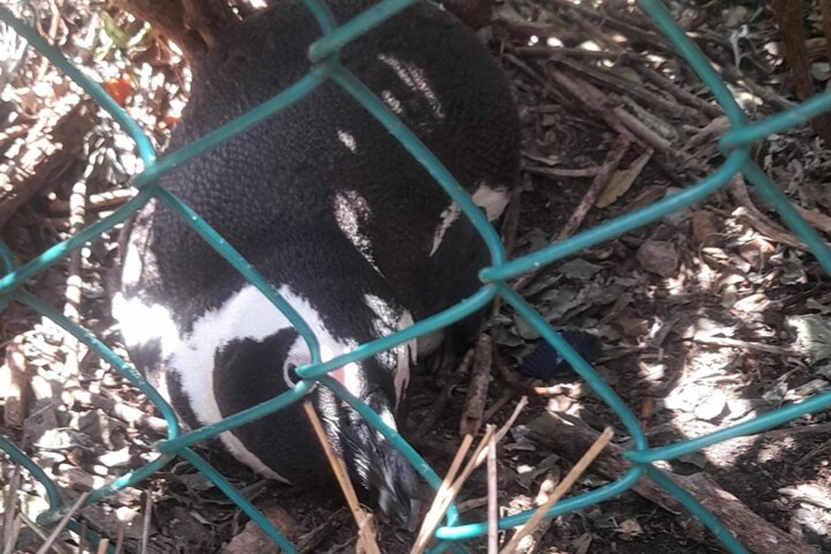 a black and white dog behind a fence