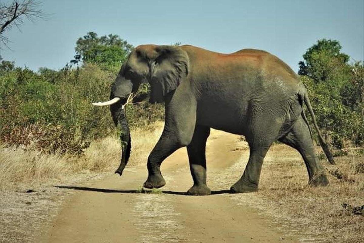 um elefante caminhando por uma estrada de terra
