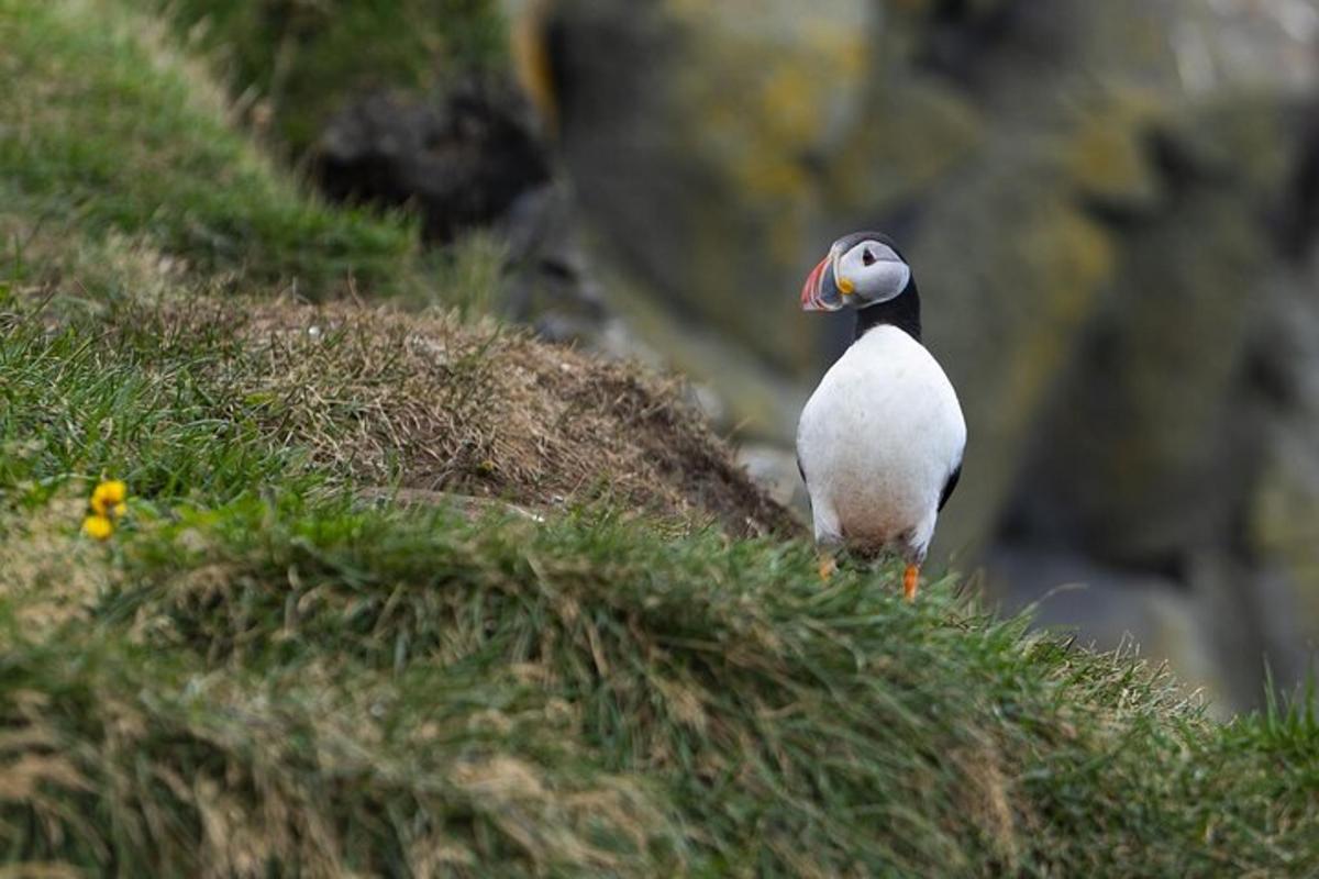 un pinguino in piedi sul fianco di una collina