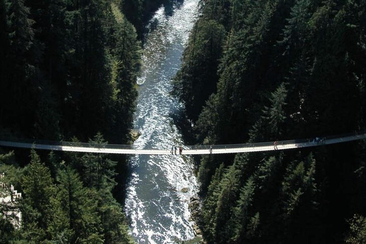 un pont sur une rivière au milieu d'une forêt