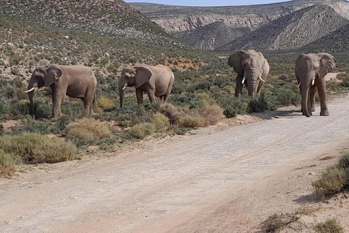 un grup d'elefants caminant per un camí de terra