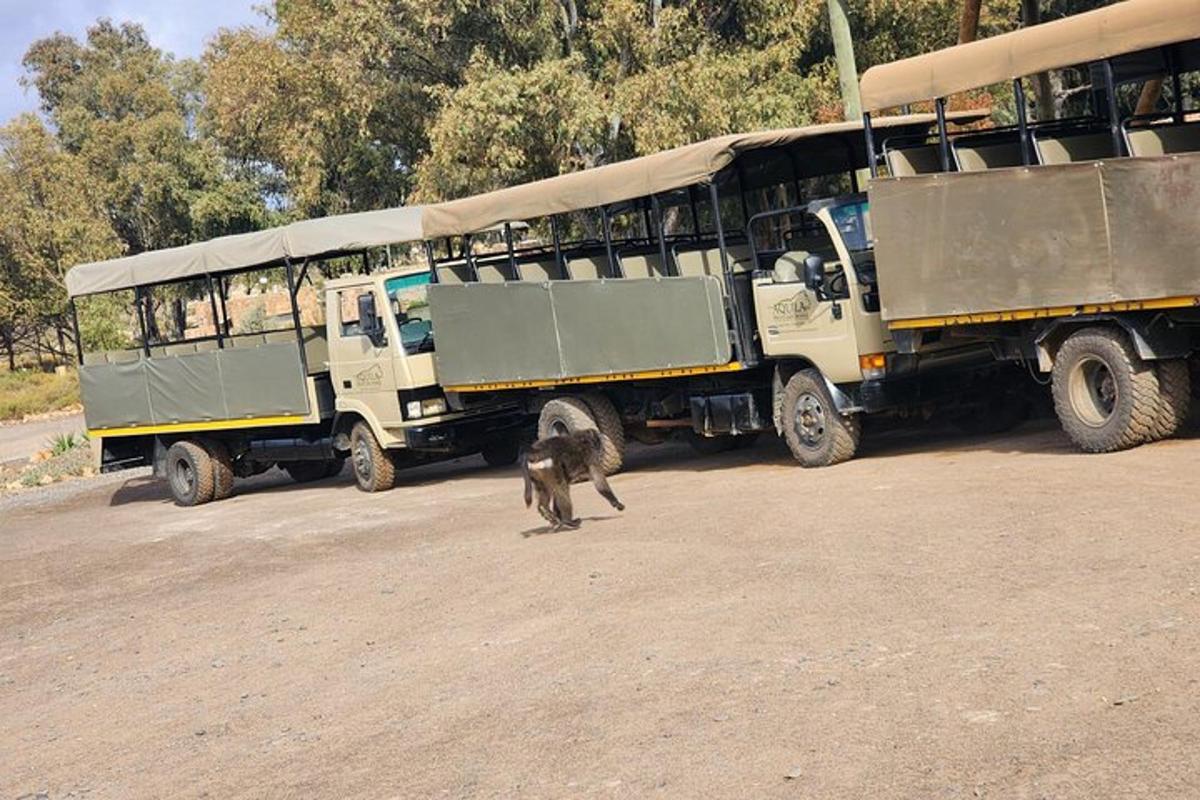 un mico caminant davant de dos autobusos