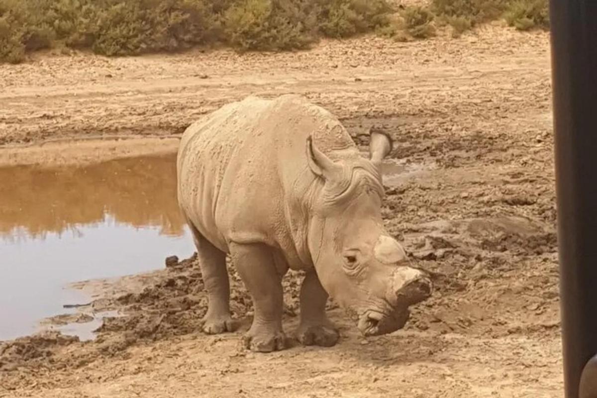 Un rinoceronte parado en la tierra cerca de un abrevadero.