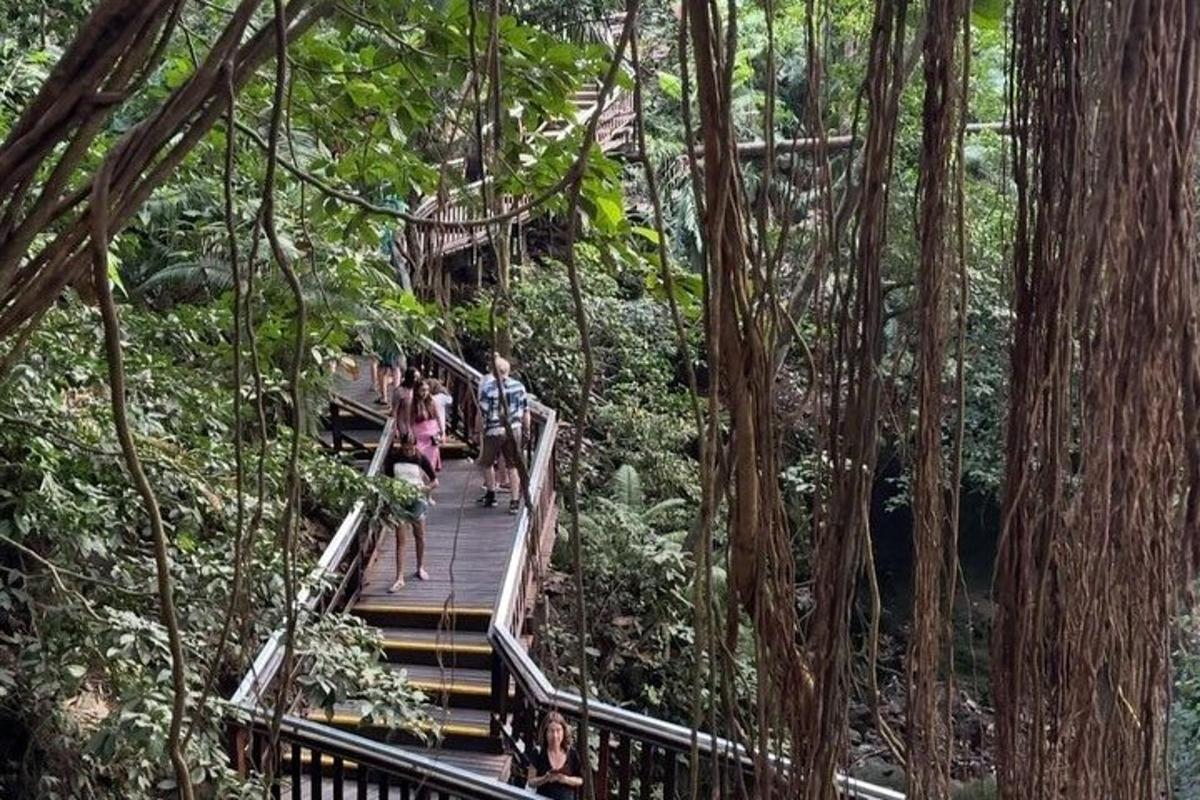 mga taong naglalakad sa isang suspension bridge sa kagubatan
