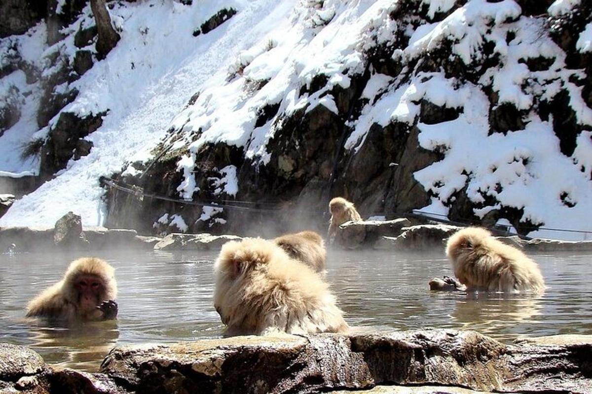 un gruppo di scimmie che fanno il bagno nell'acqua