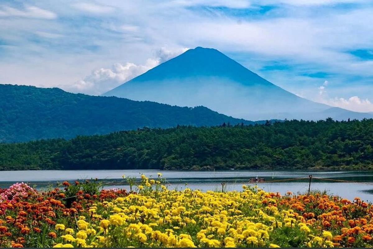 a mountain in the distance with a field of flowers