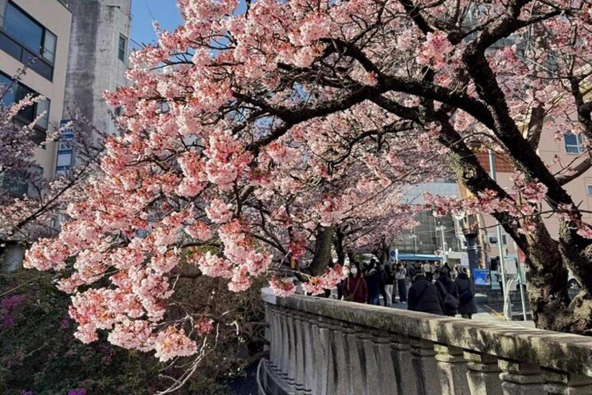 Un cerezo con flores rosas en una pared.