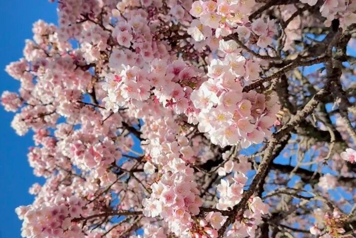un ramo de flores rosas en un árbol