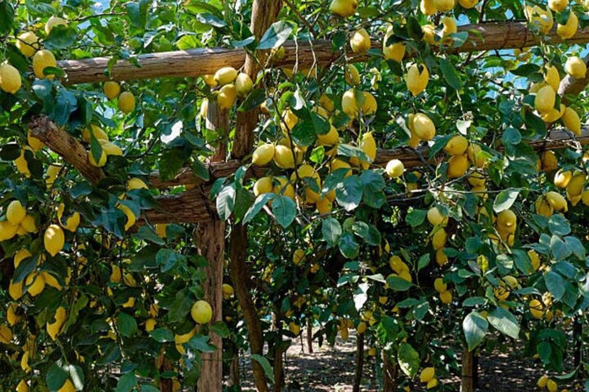 hrozen citronů rostoucích na stromě