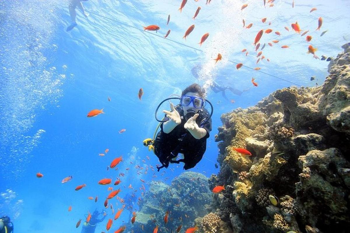 seseorang sedang berenang di lautan bersama sekumpulan ikan