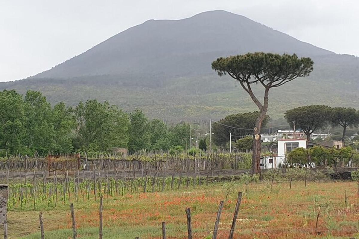 uma árvore em um campo com uma montanha ao fundo