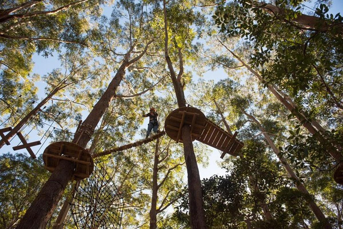 a man is climbing up in the trees