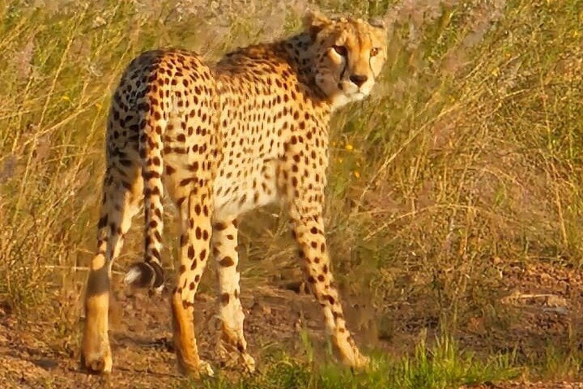 seekor cheetah berdiri di padang rumput tinggi