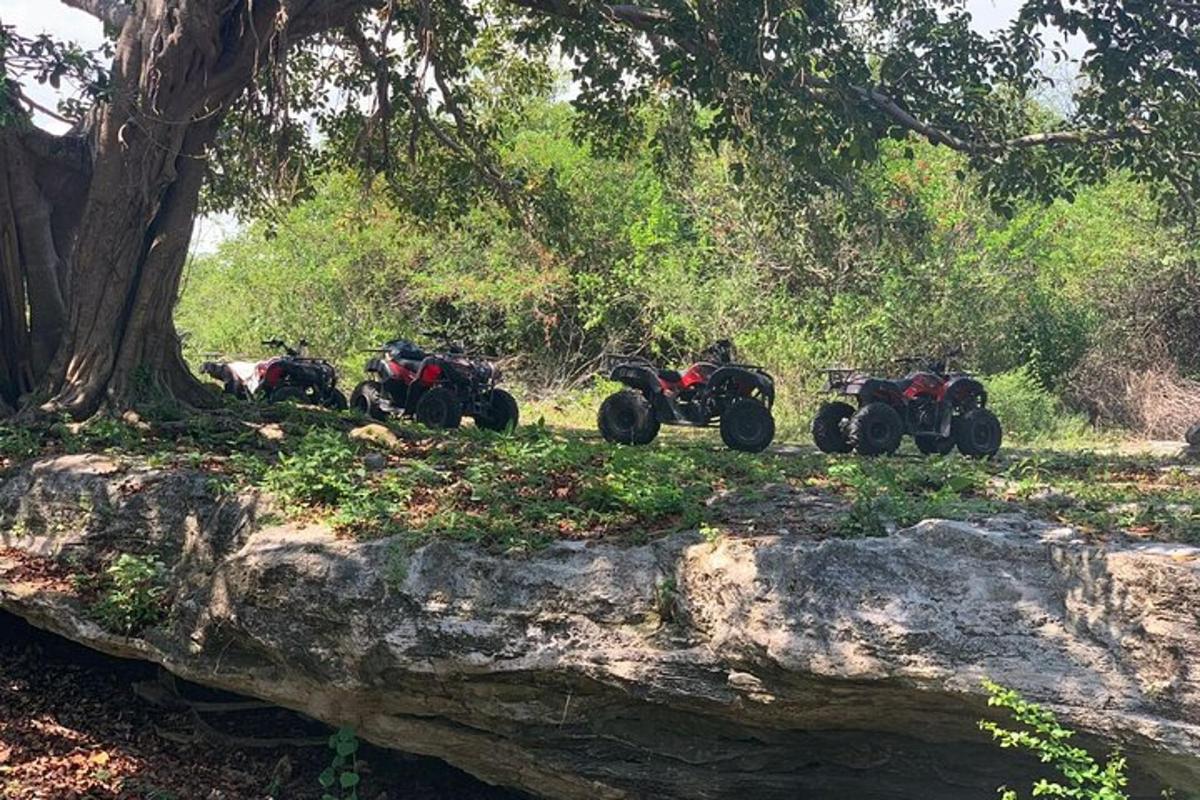 un gruppo di quad parcheggiati su una roccia sotto un albero