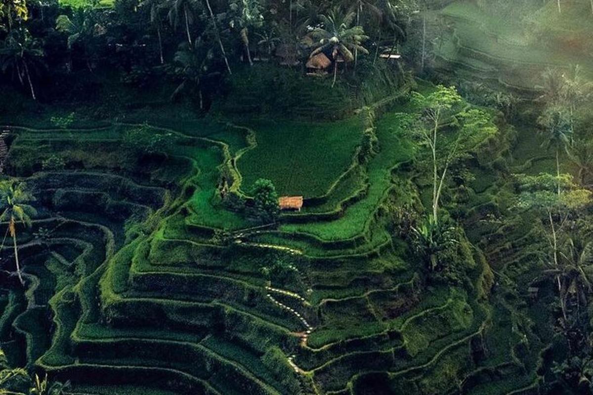 una vista aerea di un campo terrazzato nella giungla