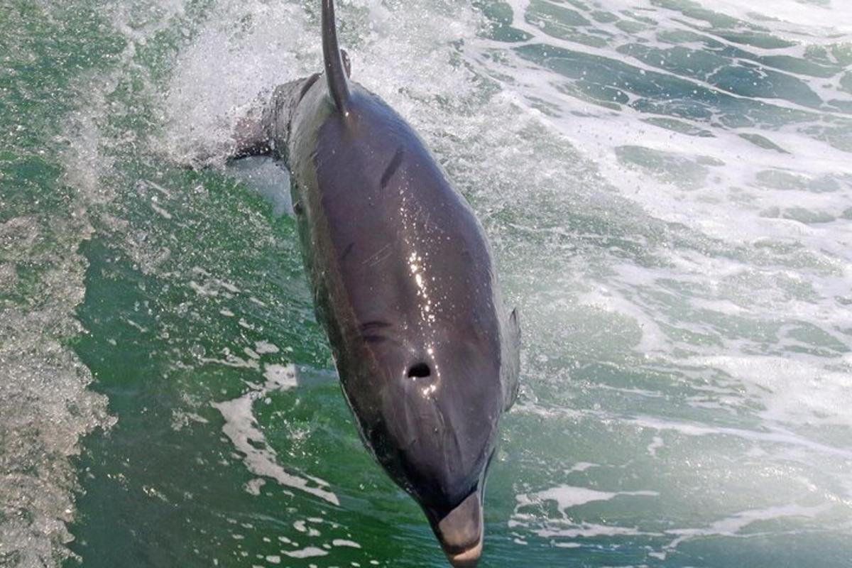 en delfin som stikker opp av vannet