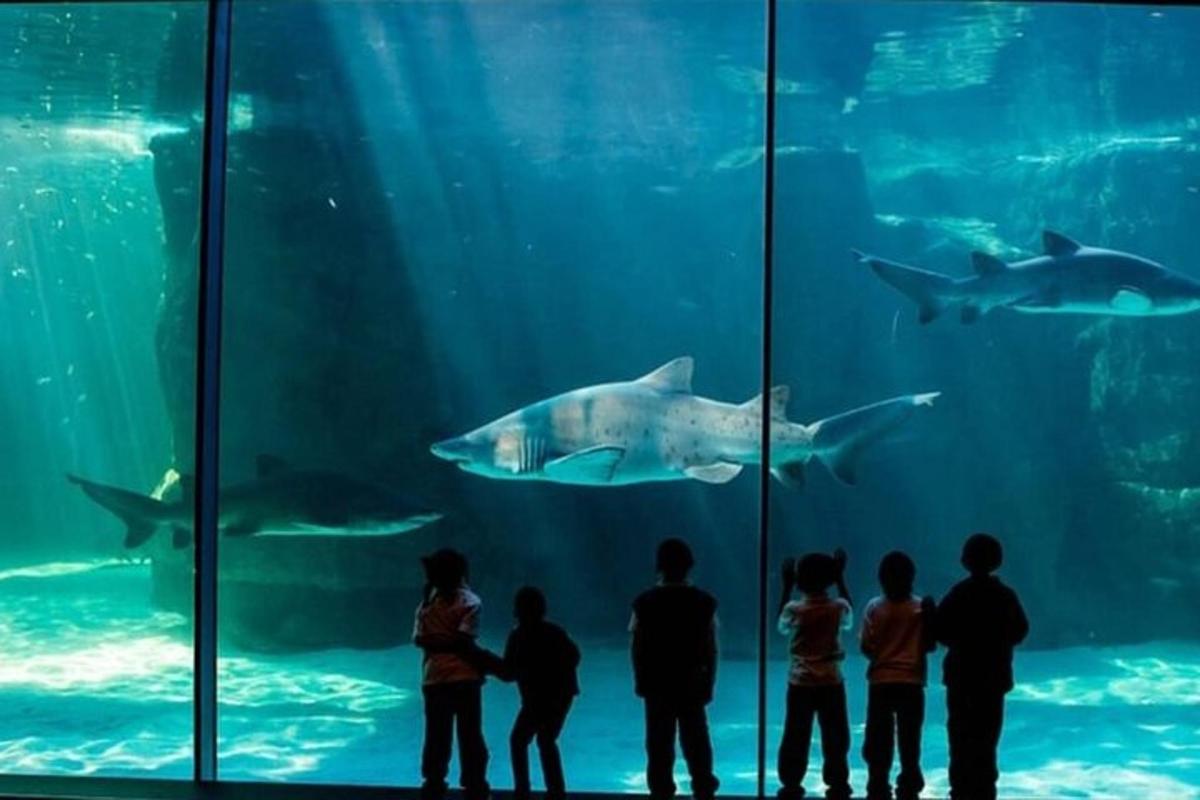 un gruppo di persone che osserva gli squali in un acquario