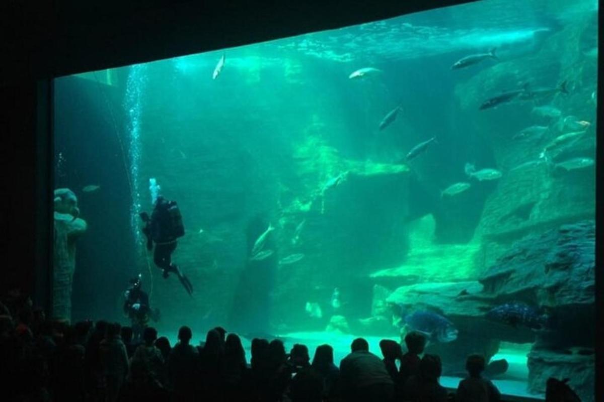 una folla di persone che guarda un grande acquario