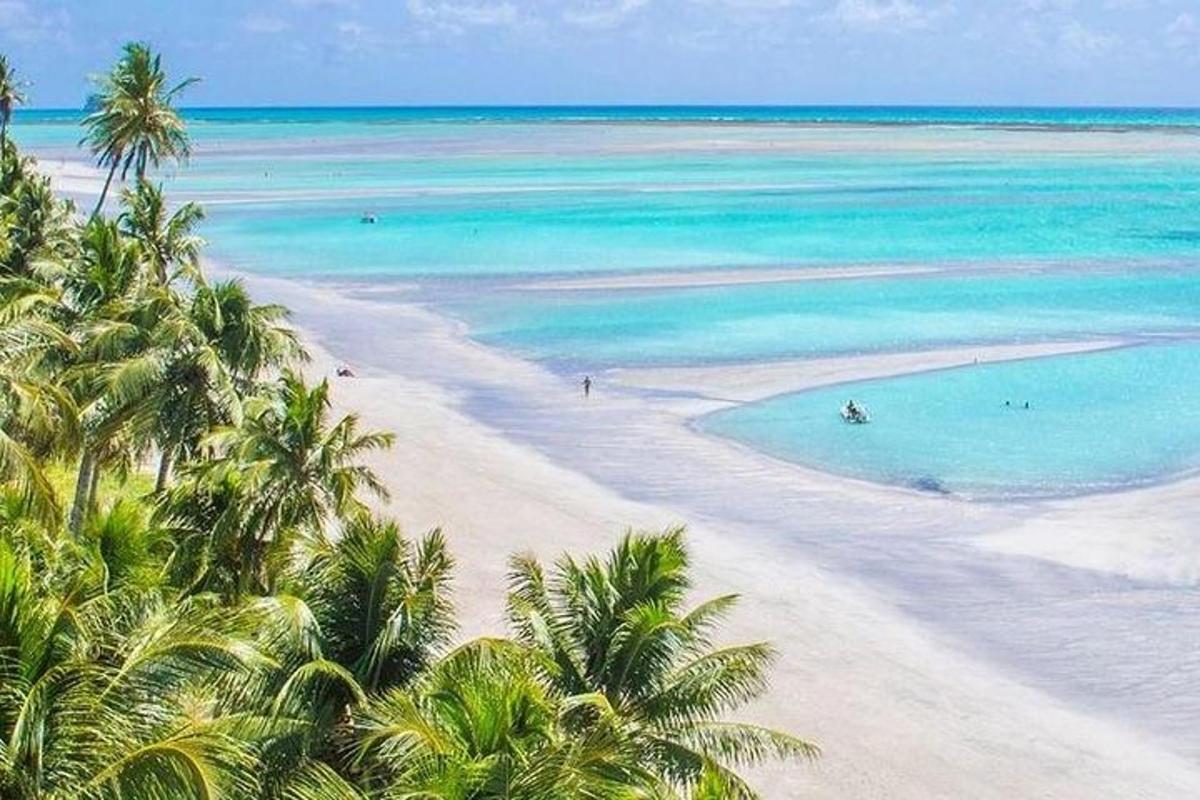 a view of a beach with palm trees and the ocean