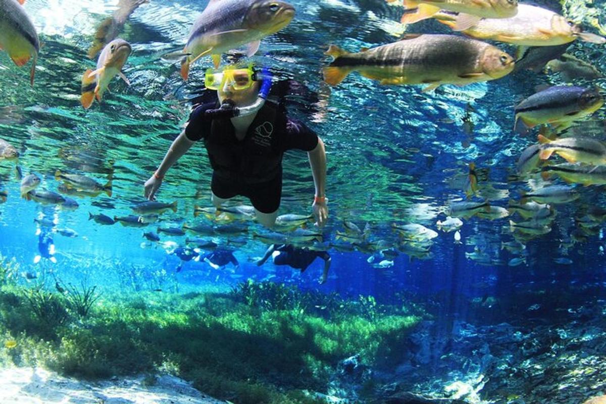 a person swimming in an aquarium with fish