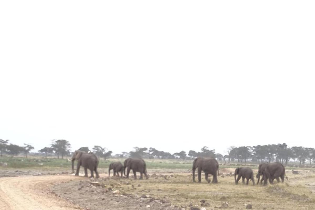kawanan gajah berjalan melintasi jalan tanah