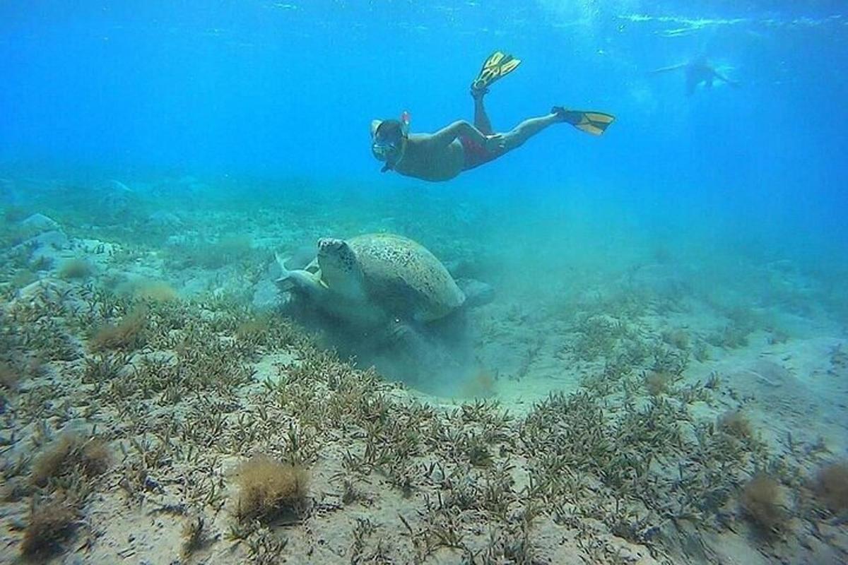 seseorang yang berenang di lautan di atas terumbu karang