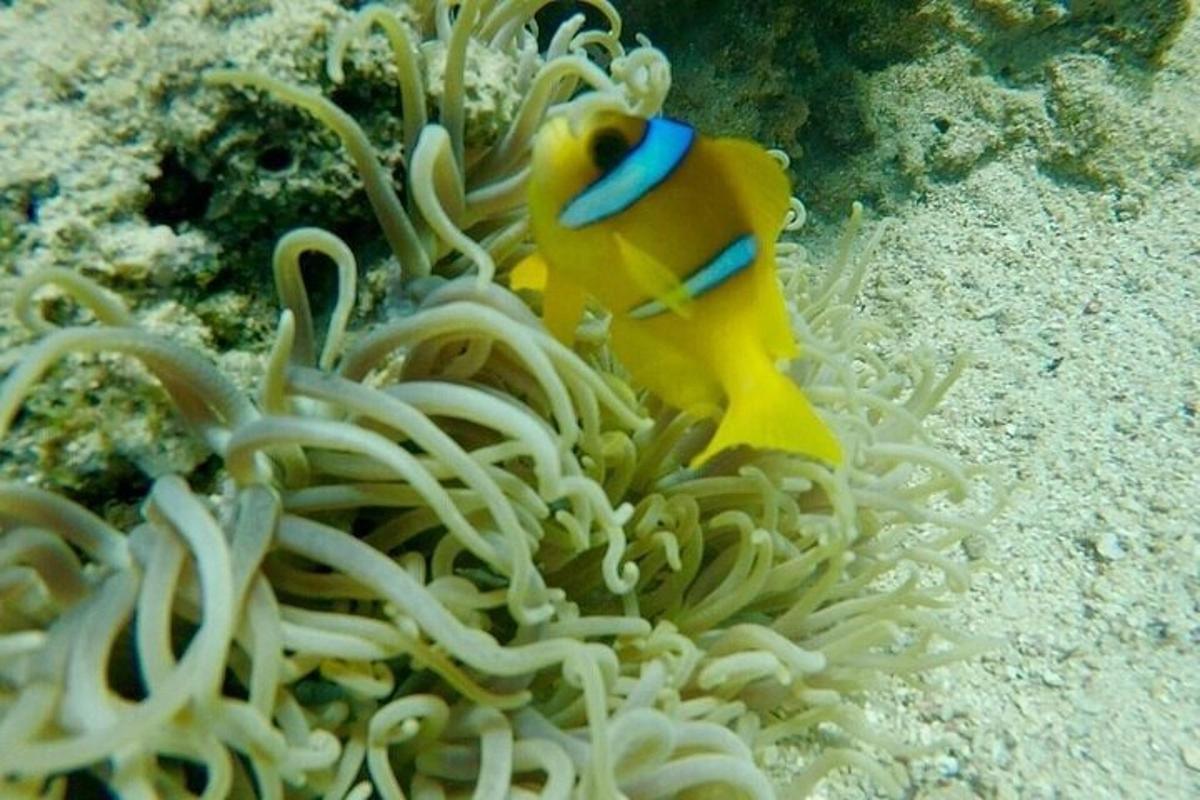 ikan kuning duduk di atas anemonesearch